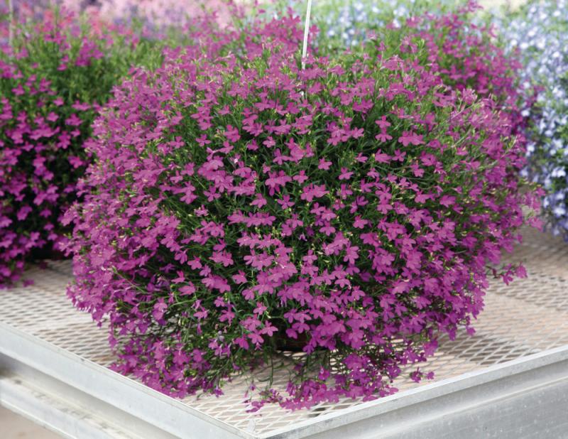 Lobelia Fountain Rose, лобелия каскадна (027)
